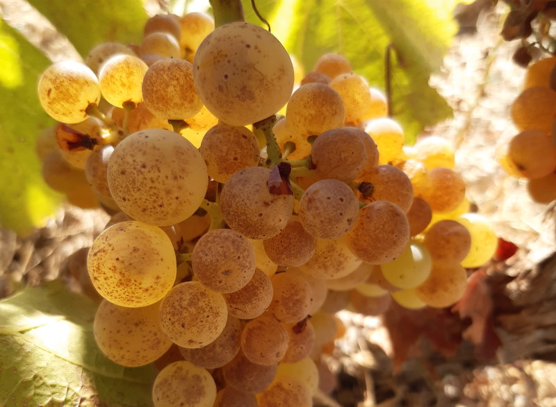 Raïm blanc de la Marina