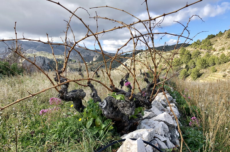 Cep de la Marina, Tarbena